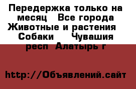 Передержка только на месяц - Все города Животные и растения » Собаки   . Чувашия респ.,Алатырь г.